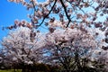 Cherry blossoms along the dam lake / Japanese spring