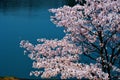 Cherry blossoms along the dam lake / Japanese spring