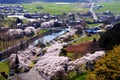 Cherry blossoms along the dam lake / Japanese spring