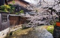 Cherry blossoms along the Gion Shirakawa River.