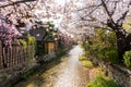 Cherry blossoms along the Gion Shirakawa River.