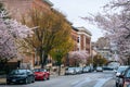 Cherry blossoms along Madison Street in Mount Vernon, Baltimore, Maryland