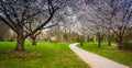 Cherry blossoms along a path at Wilde Lake Park in Columbia, Mar