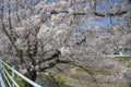 Cherry Blossoms along the Saho River Royalty Free Stock Photo