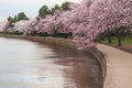 Cherry Blossoms Along The Tidal Basin
