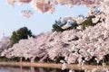 Cherry Blossoms Along The Tidal Basin Royalty Free Stock Photo