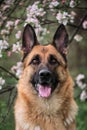 Cherry blossoms and apple trees. German Shepherd black and red color and blooming gardens. Portrait of domestic dog in luxurious