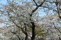 Cherry Blossoms around the Tidal Basin in Washington DC Royalty Free Stock Photo