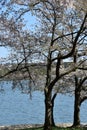 Cherry Blossoms around the Tidal Basin in Washington DC Royalty Free Stock Photo