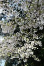 Cherry Blossoms around the Tidal Basin in Washington DC Royalty Free Stock Photo