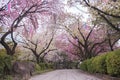 Beautiful hanami party with the pink cherry blossom of Asukayama park in the Kita district of Tokyo, Japan.