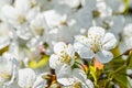 Cherry blossoms background Royalty Free Stock Photo