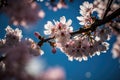 Cherry blossoms are beautiful. bloom in the springtime. renewal and hope