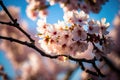 Cherry blossoms are beautiful. bloom in the springtime. renewal and hope