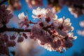 Cherry blossoms are beautiful. bloom in the springtime. renewal and hope