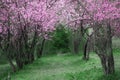 Cherry Blossoms. Beautiful spring garden. Trees and grass Royalty Free Stock Photo