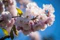 Cherry blossoms are beautiful. bloom in the springtime. renewal and hope