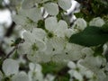 Cherry blossoms beckons with its beauty and grace