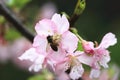 Cherry blossoms and bee closeup Royalty Free Stock Photo