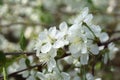 Cherry blossoms in berry garden on a sunny day