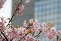 Cherry blossoms in a big city