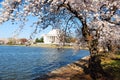 Cherry Blossoms bloom around the Tidal Basin Royalty Free Stock Photo