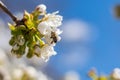 Cherry Blossoms In Bloom On A Branch With Pollinating Bee, Sunny Spring Day With Blue Sky, Close-up View