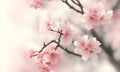 Cherry blossoms in bloom on branches in garden. Bouquet of flower watercolor painting. Beautiful flower. Lovely flower. flower in Royalty Free Stock Photo