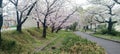 cherry blossoms bloom, it looks very warm and soothing. Beautiful