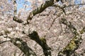 Cherry Blossoms Blooming Above Royalty Free Stock Photo
