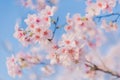 Cherry blossoms blooming under the blue sky