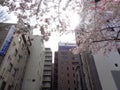 Cherry blossoms blooming and building with cloudy sky