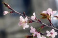 Cherry blossoms blooming in early spring. Royalty Free Stock Photo