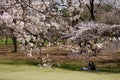 Cherry blossoms blooming gorgeously