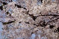 Cherry blossoms blooming gorgeously Royalty Free Stock Photo
