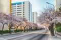 Cherry Blossoms Blooming in Namcheondong , Suyeonggu, Busan, South Korea, Asia Royalty Free Stock Photo