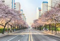 Cherry Blossoms Blooming in Namcheondong , Suyeonggu, Busan, South Korea, Asia Royalty Free Stock Photo