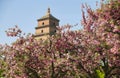 Cherry Blossoms Blooming in Spring at the Big Wild Goose Pagoda in Xi\'an, China Royalty Free Stock Photo
