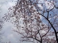 Cherry blossoms blooming in spring with cloudy sky