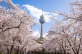 Cherry blossoms blooming in spring at E-World 83 Tower a popular tourist destination. in Daegu, South Korea