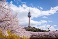 Cherry blossoms blooming in spring at E-World 83 Tower a popular tourist destination. in Daegu,South Korea