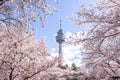 Cherry blossoms blooming in spring at E-World 83 Tower a popular tourist destination. in Daegu,South Korea