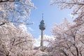 Cherry blossoms blooming in spring at E-World 83 Tower a popular tourist destination. in Daegu,South Korea