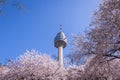 Cherry blossoms blooming in spring at E-World 83 Tower a popular tourist destination. in Daegu,South Korea