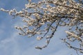 Cherry Blossoms Blooming on a Tree, With a Blue Sky Background