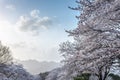 Cherry blossoms blossming in spring in seoul south korea Royalty Free Stock Photo