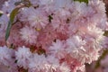 Cherry blossoms, blossoming sakura branches. Blooming double pink Japanese cherry