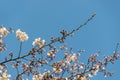 Cherry blossom tree