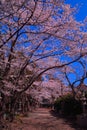 Cherry blossoms of blue sky in Fuji Omuro Sengen Shrine of Lake Kawaguchi