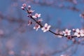 Cherry blossoms on a blurry background of blue sky and flowering trees. A sprig of blooming sakura. Wallpaper